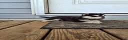 Pomsky dogs for sale: Diamond  - Ad 5