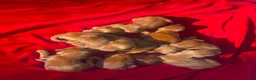 Irish Setter dogs for sale: Irish Setter 3 - Ad 1