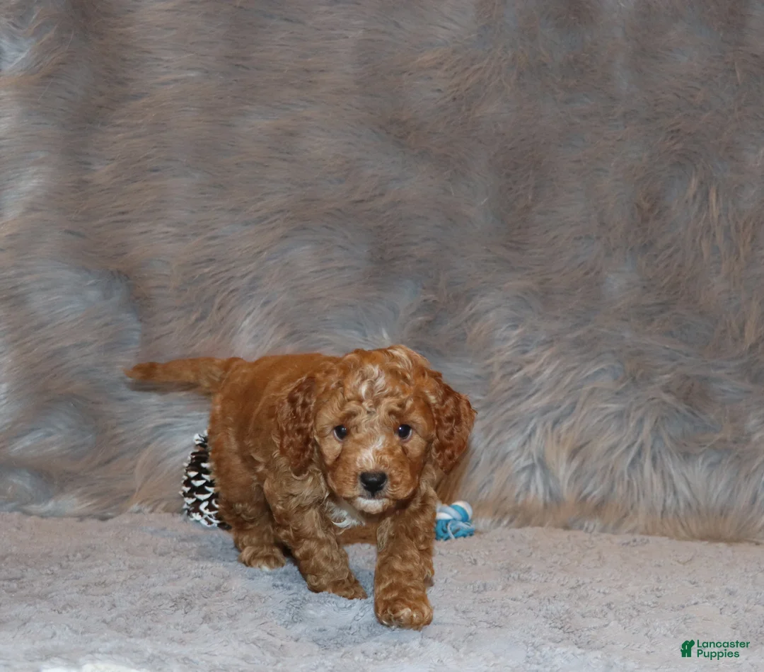 Mini Goldendoodle dogs for sale: Thomas 💙 Micro Miniature - Ad 31
