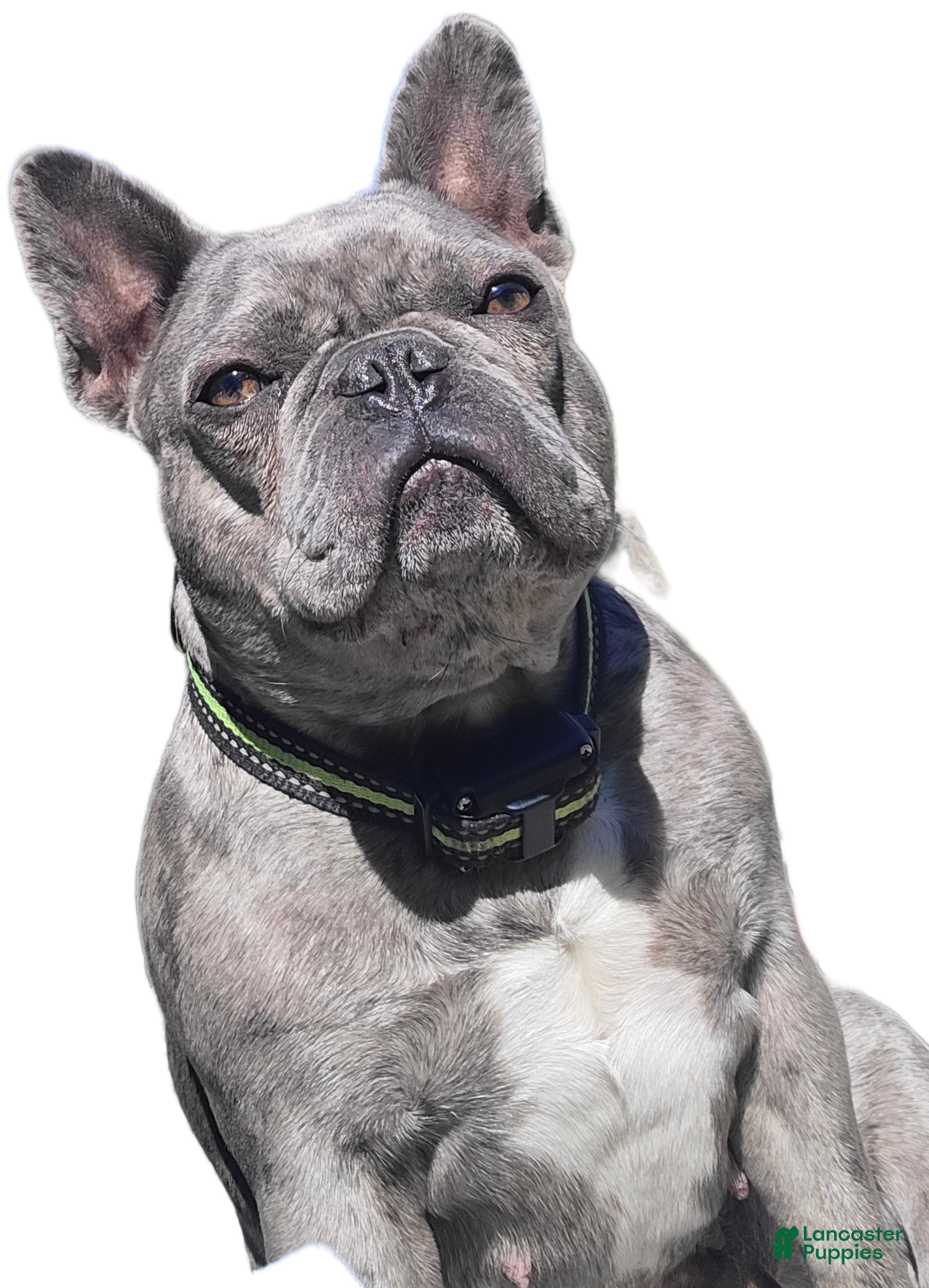 French Bulldog dogs French Bulldog Puppy 6 - Ad 2