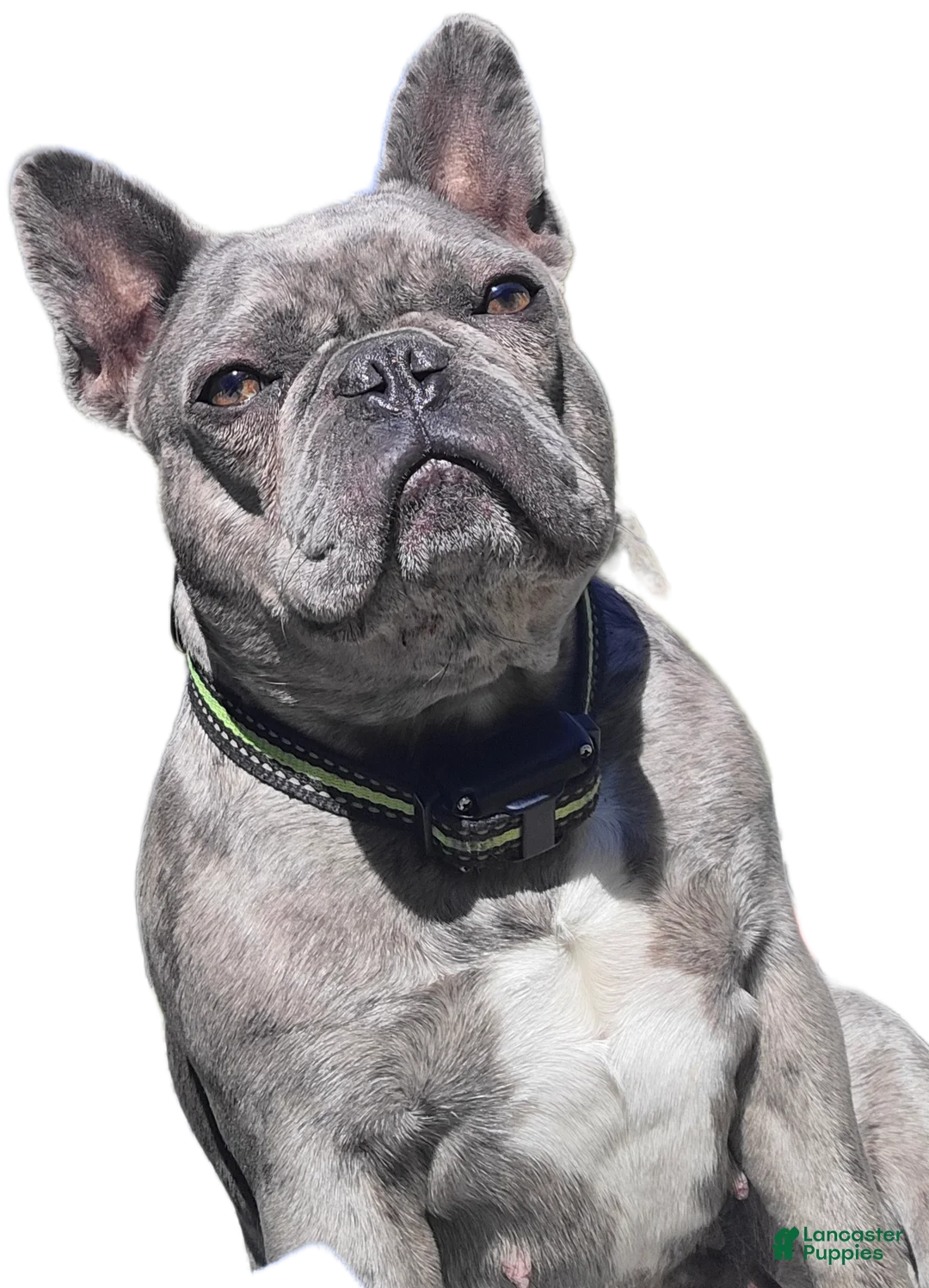 French Bulldog dogs for sale: French Bulldog Puppy 6 - Ad 2