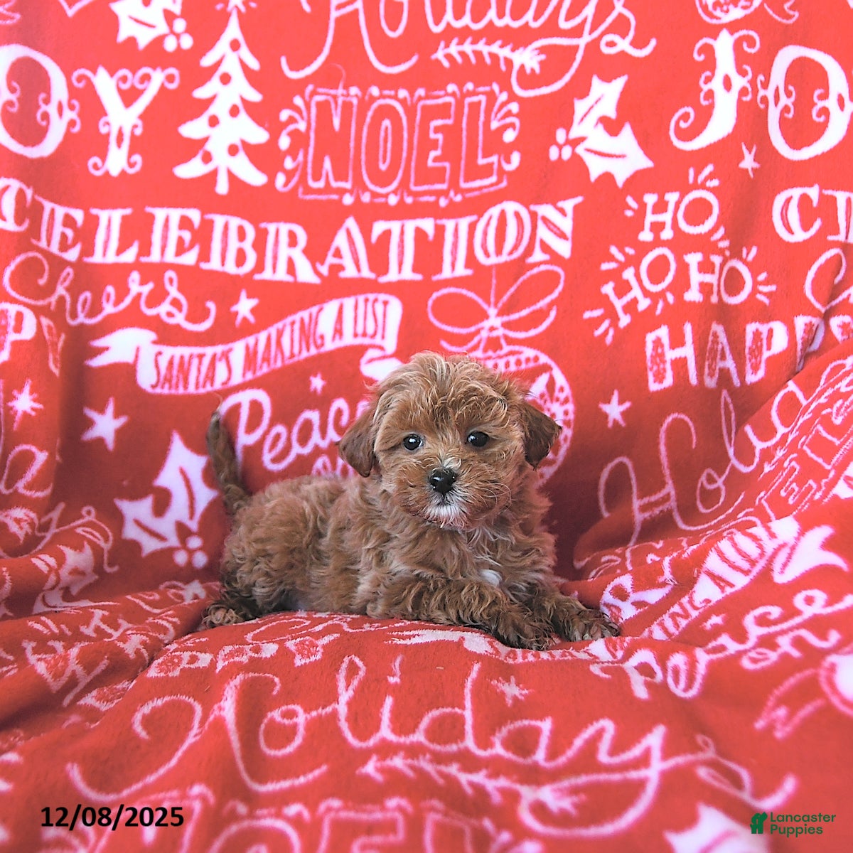 Mini Goldendoodle dogs Noelle - Ad 31