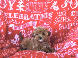 Mini Goldendoodle dogs Noelle - Ad 7