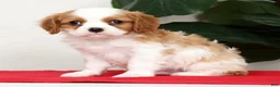 Cavalier King Charles Spaniel dogs for sale: Connor - Ad 4