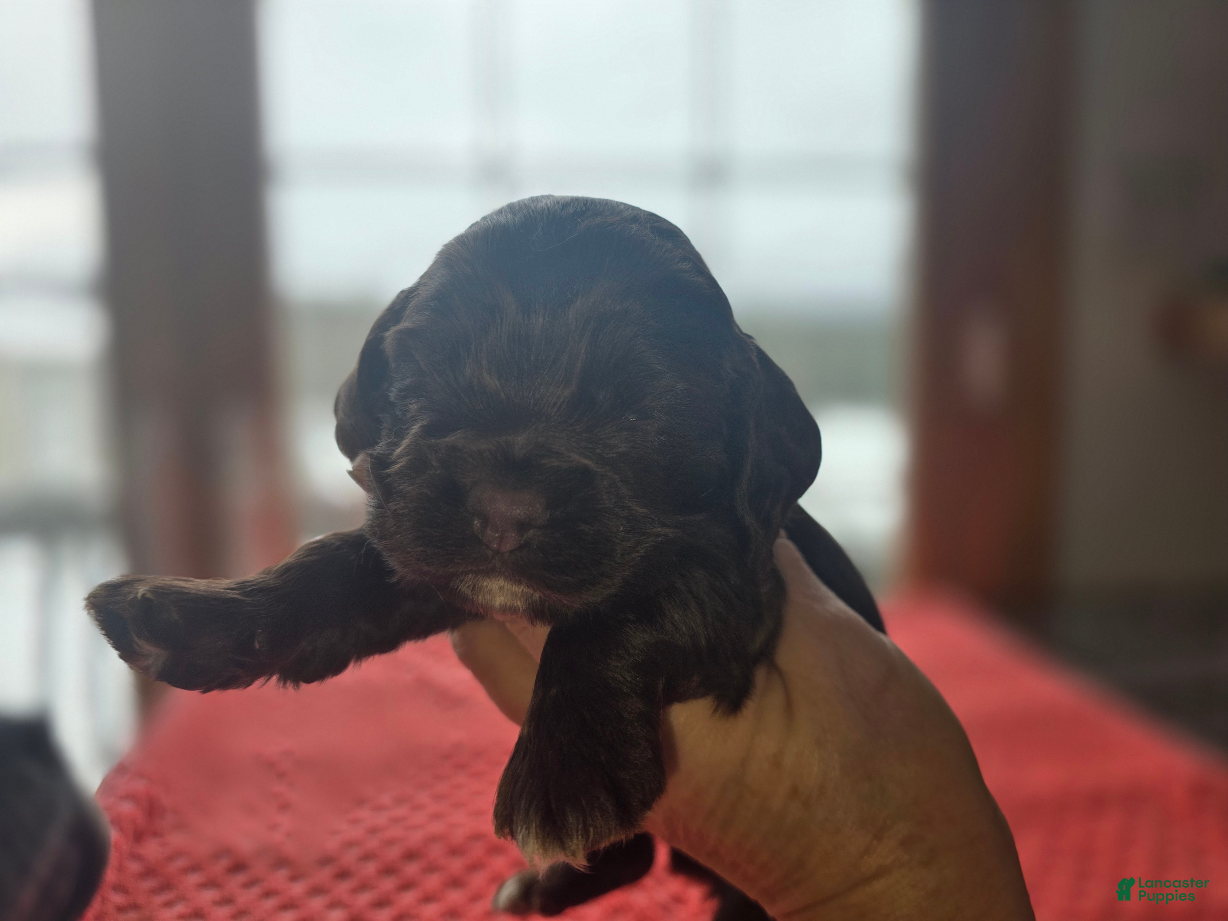 Cocker Spaniel dogs Hershey - Ad 39