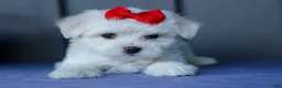Maltese dogs for sale: OLLIE - Ad 7