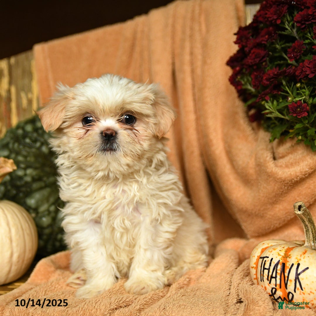 Shihpoo dogs for sale: Comet - Ad 2