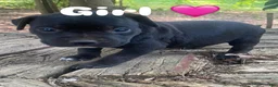 Mixed Breed dogs for sale: Mixed Breed 5 - Ad 2