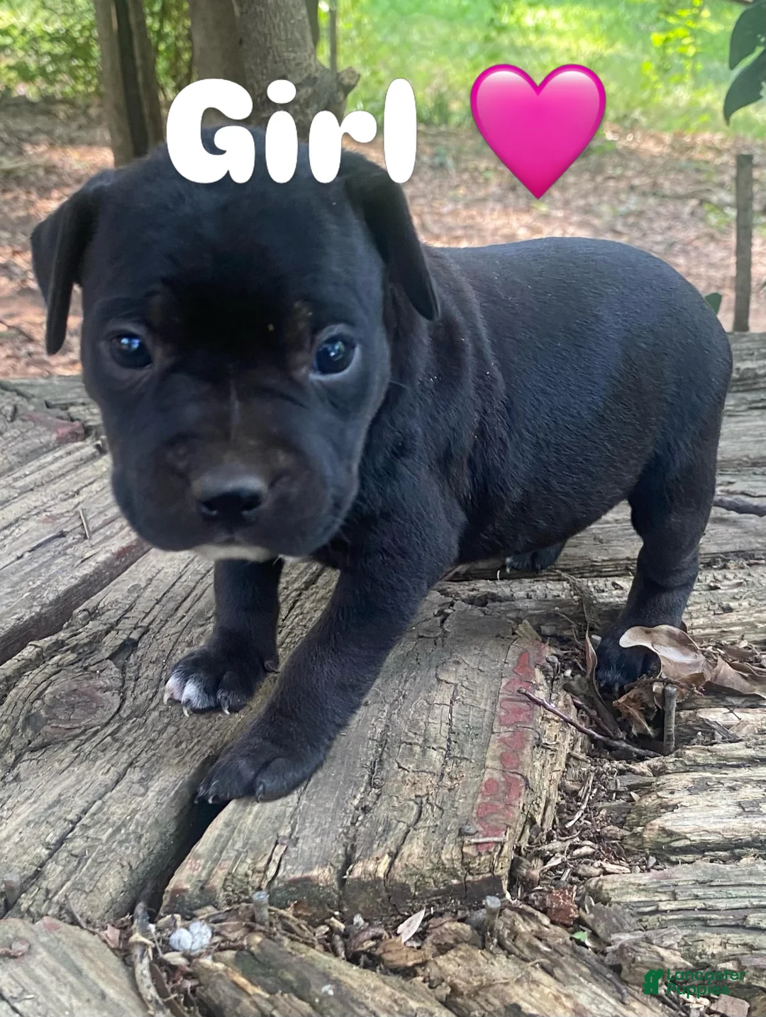 Mixed Breed dogs for sale: Mixed Breed 5 - Ad 2