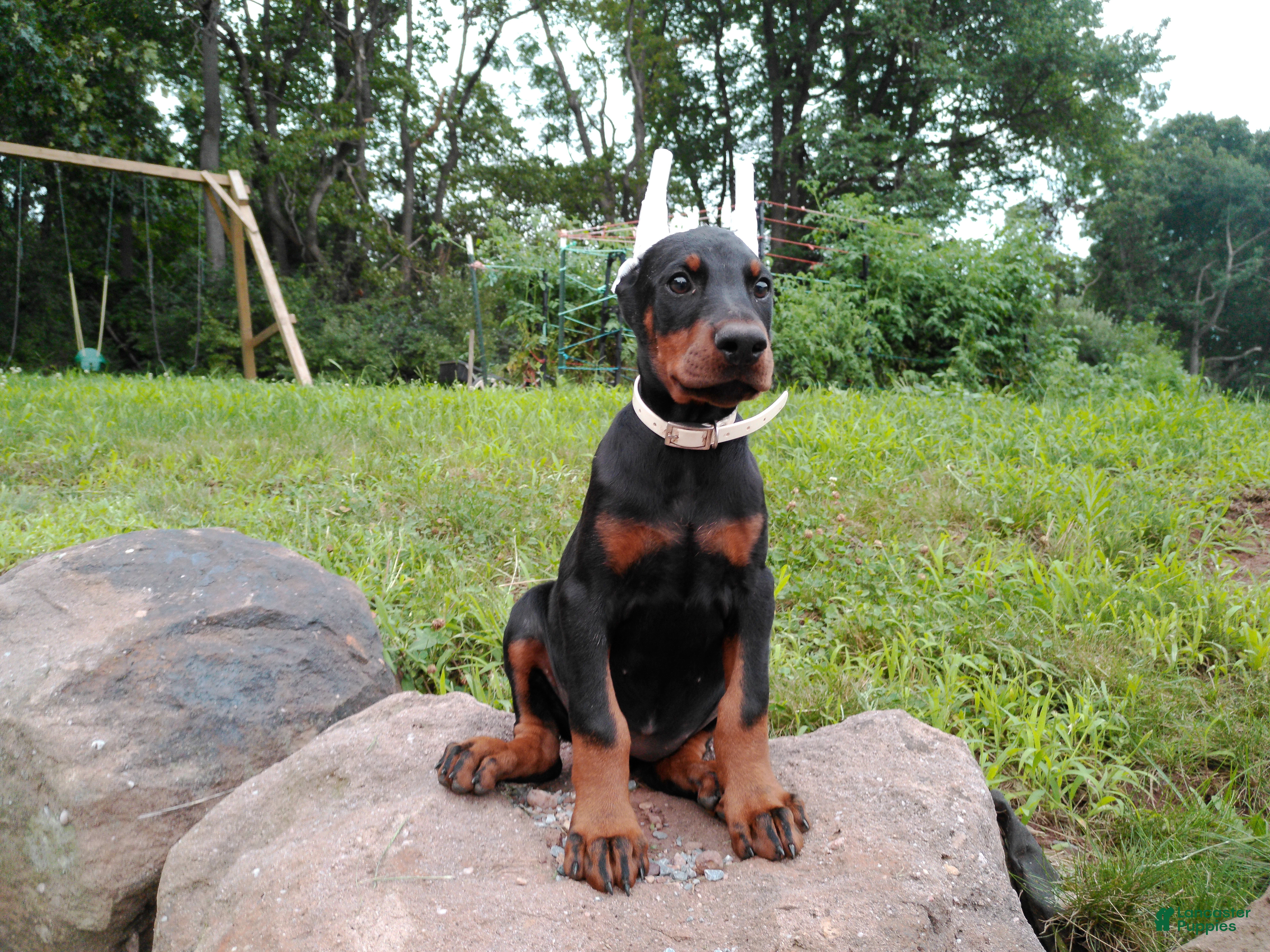 Doberman Pinscher dogs Doberman Pinscher 4 - Ad 1