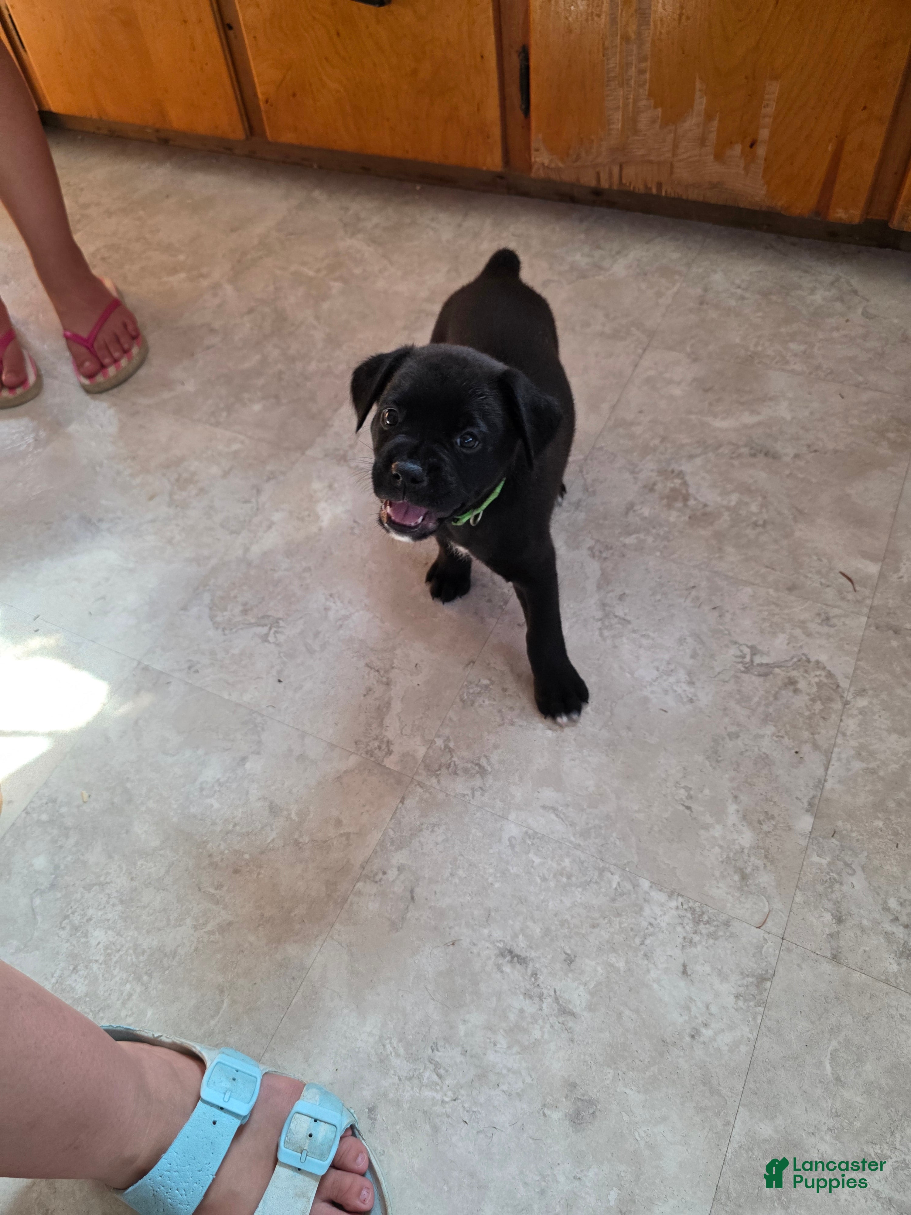 Boxer dogs Ziggy - Ad 13