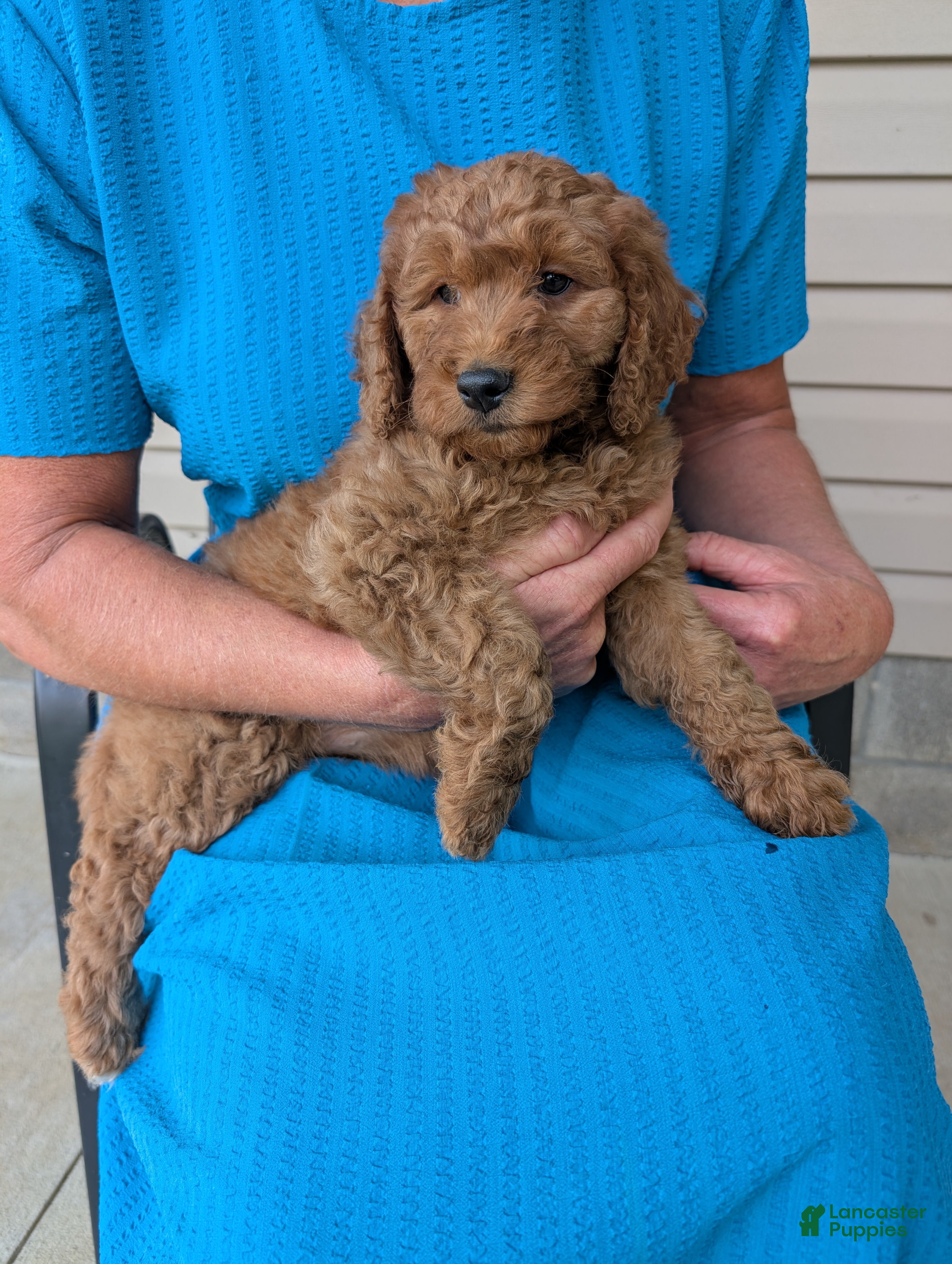 Goldendoodle dogs Lolly  - Ad 1