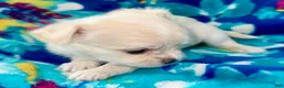 Chihuahua dogs for sale: Pearl - Ad 5