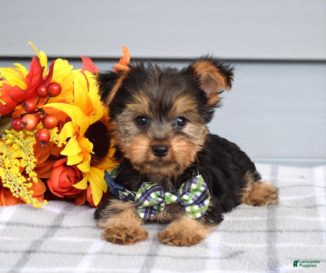 Yorkshire Terrier dogs Calvin - Ad 1