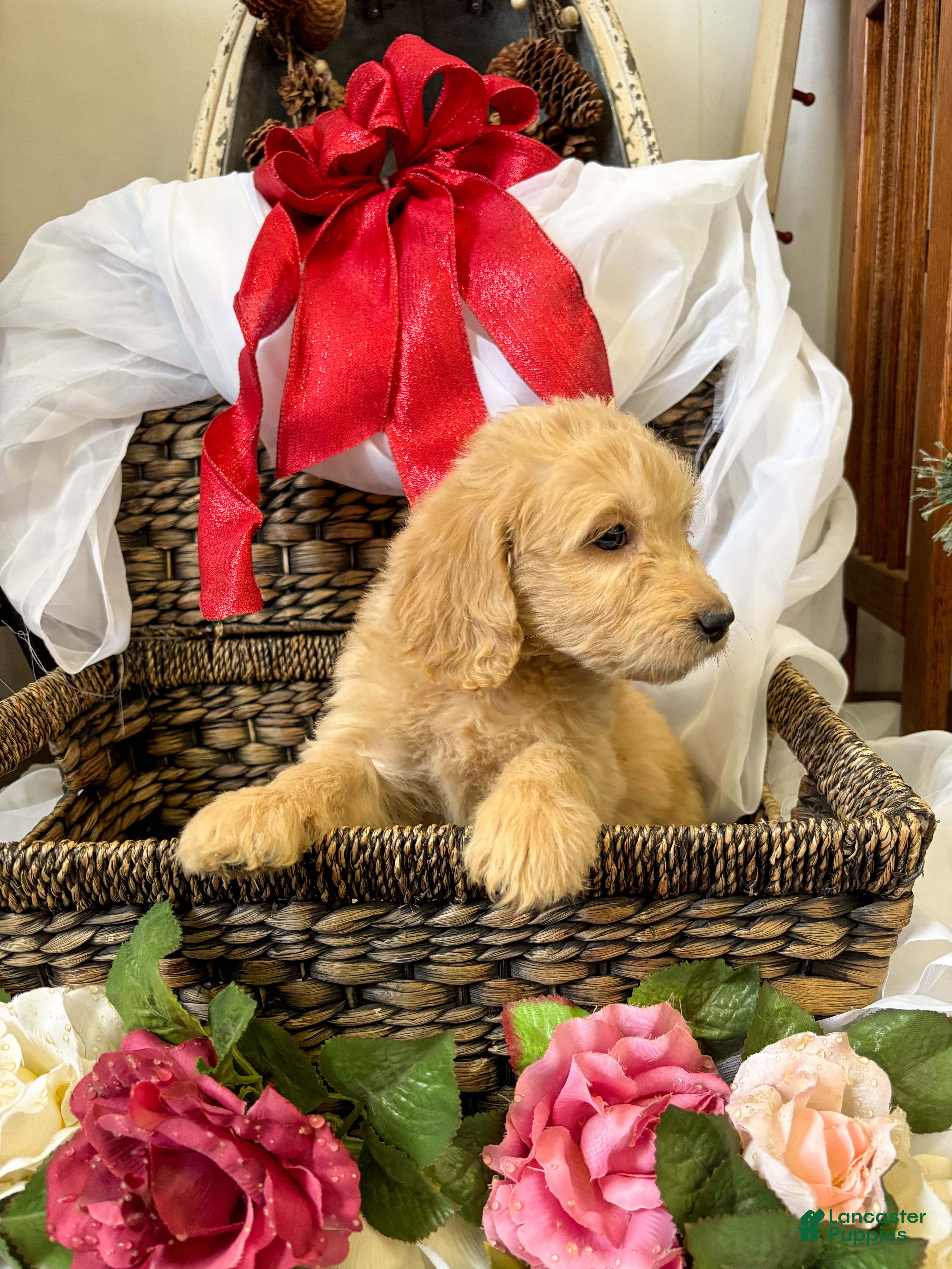 Goldendoodle dogs Montana  - Ad 23