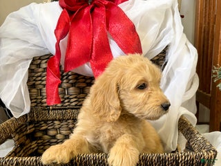 Goldendoodle dogs Montana - Ad 39