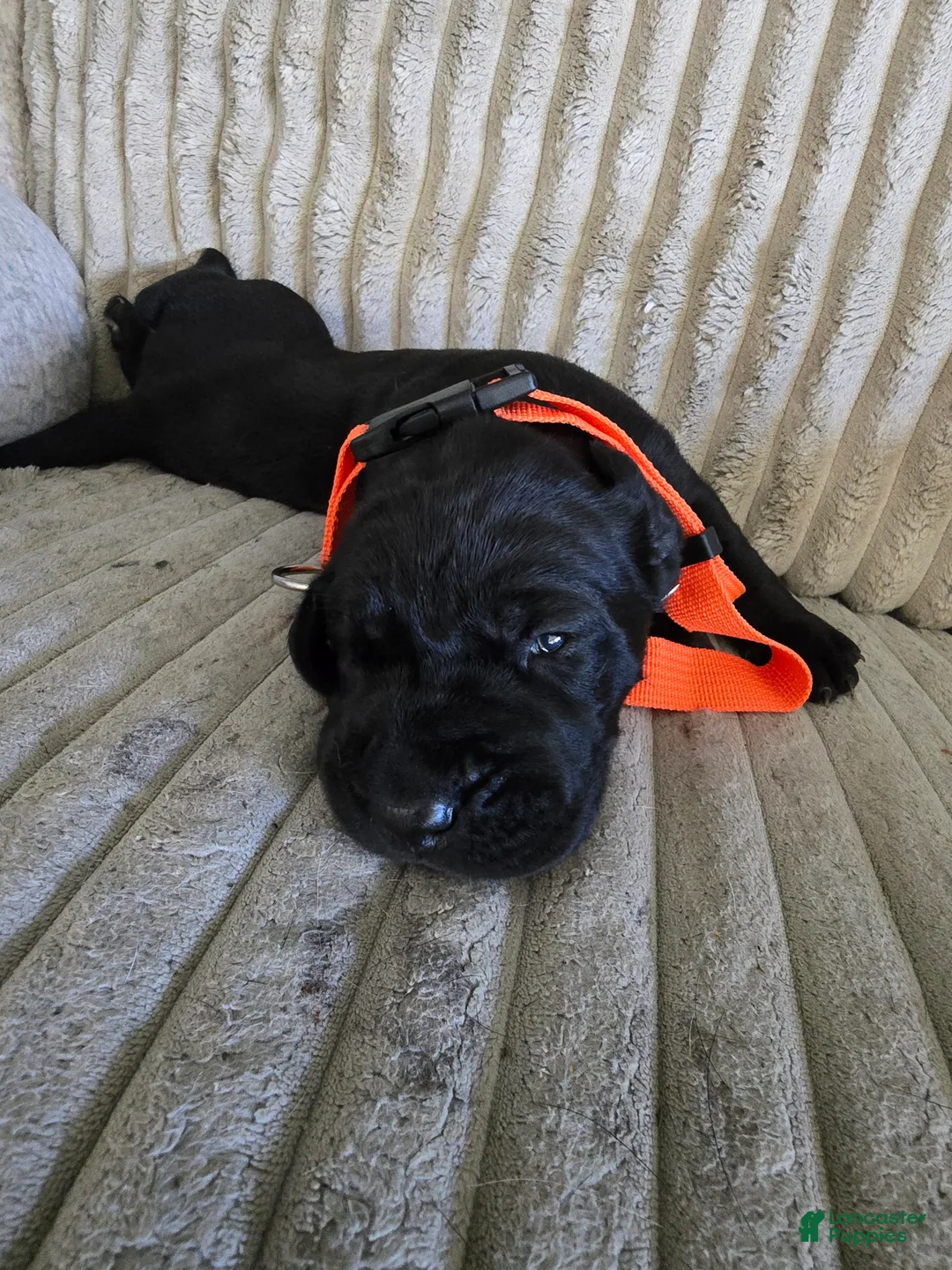 Mixed Breed dogs for sale: Orange  - Ad 2