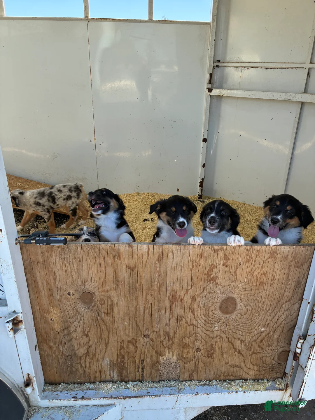 Australian Shepherd dogs for sale: Australian Shepherd 4 - Ad 2