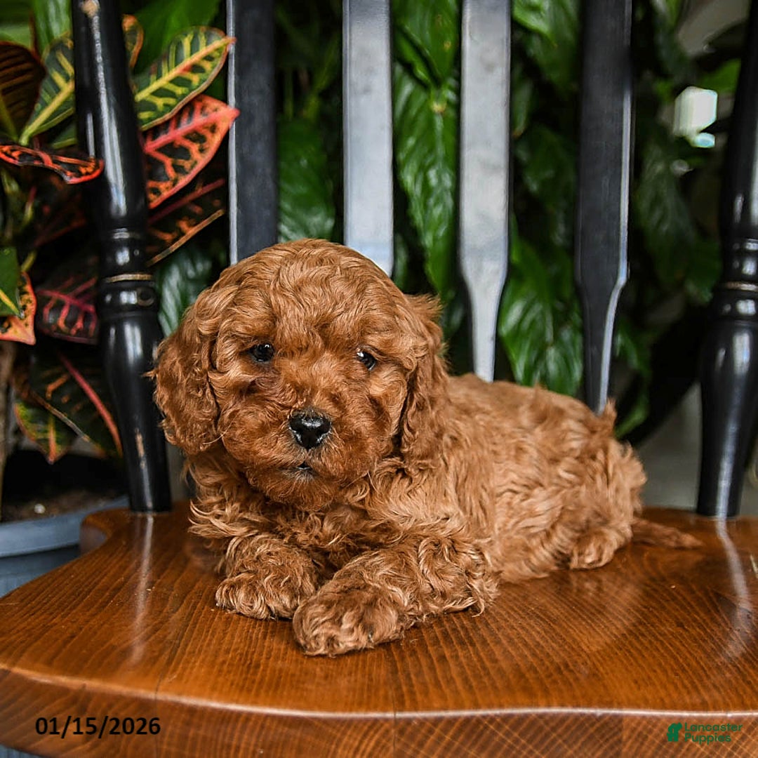 Cavapoo dogs for sale: Blaze - Ad 3
