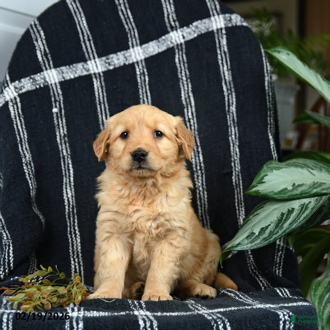 Golden Retriever dogs for sale: Crumbles - Ad 2