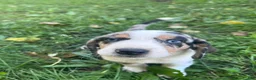 Mixed Breed dogs for sale: Female #1 - Ad 2