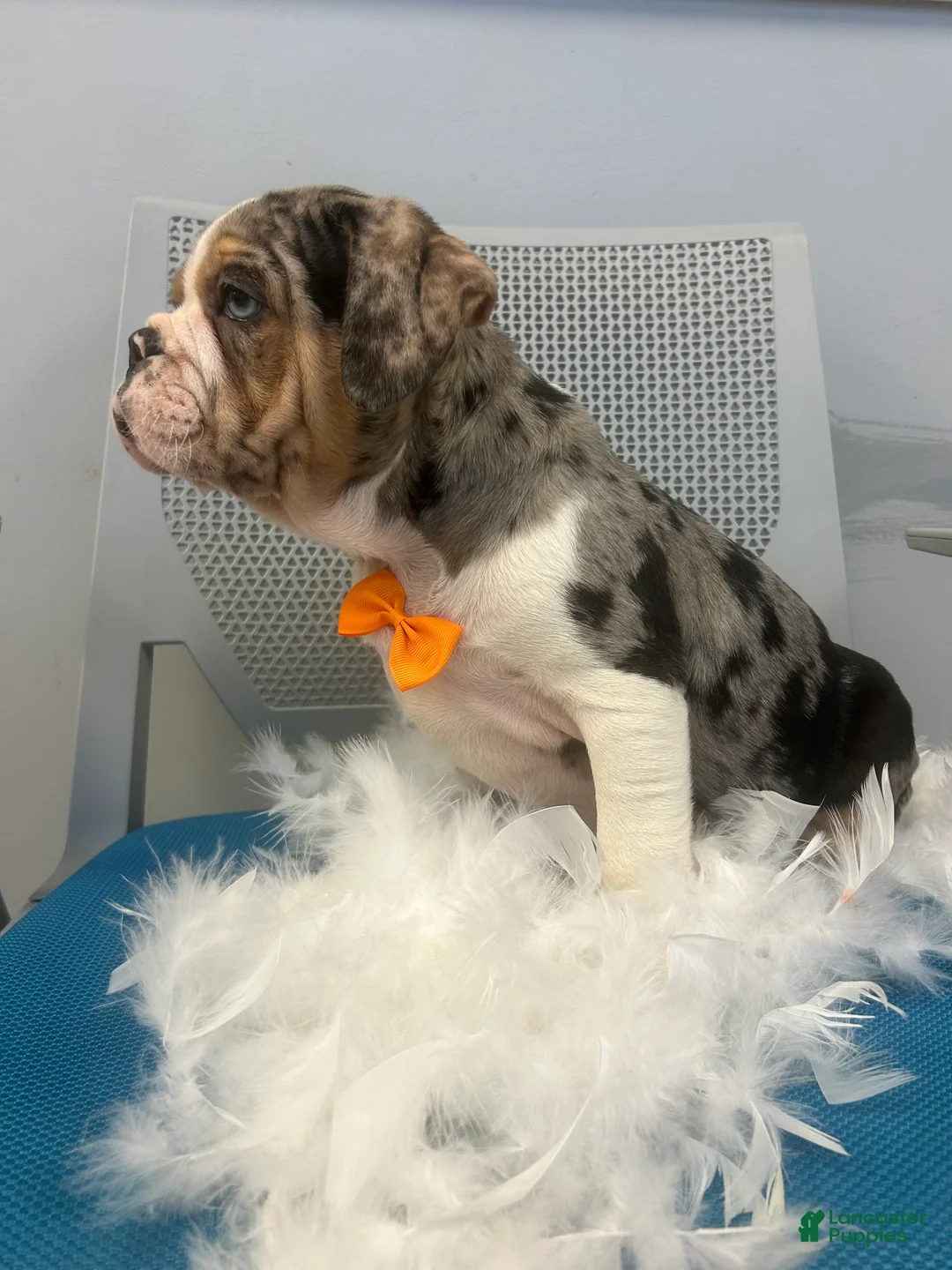 Mixed Breed dogs for sale: Mixed Breed Puppy 1 - Ad 2