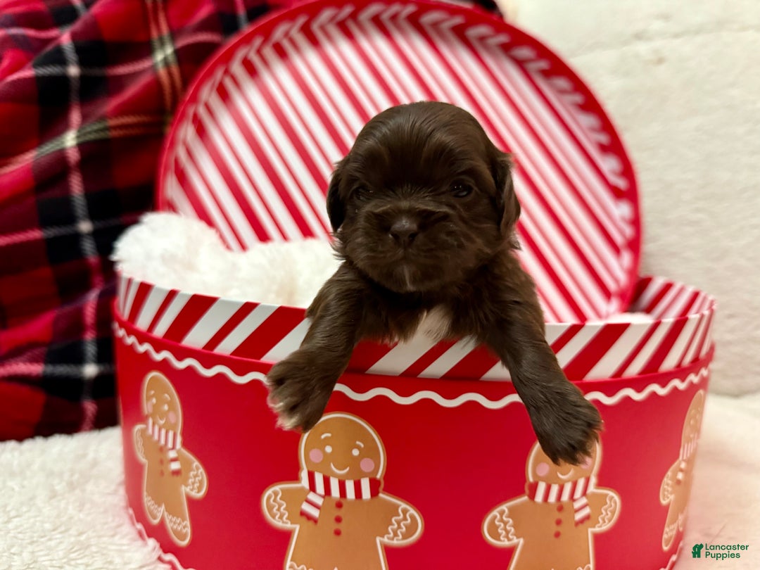 Shihpoo dogs for sale: Mila - Ad 13