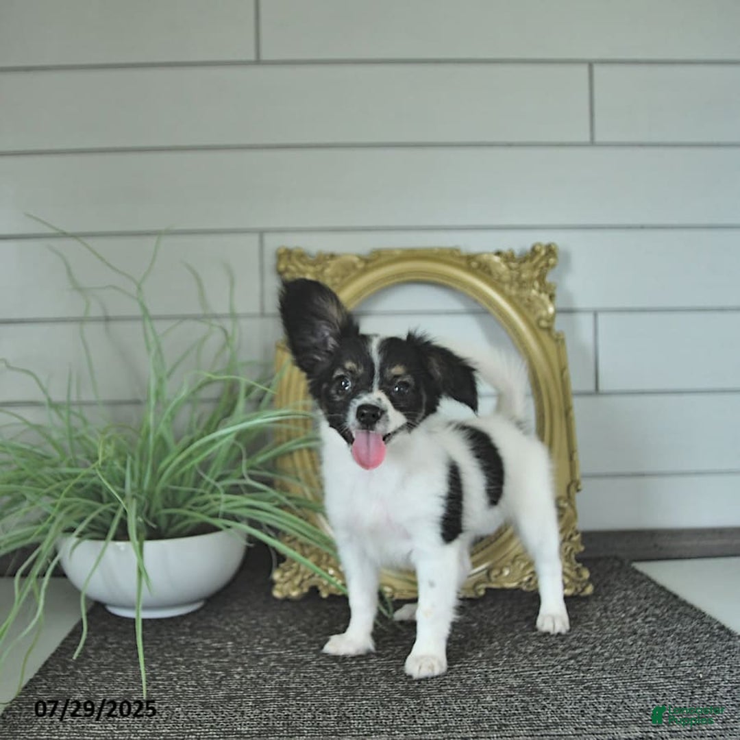 Papillon dogs for sale: Lilah - Ad 7