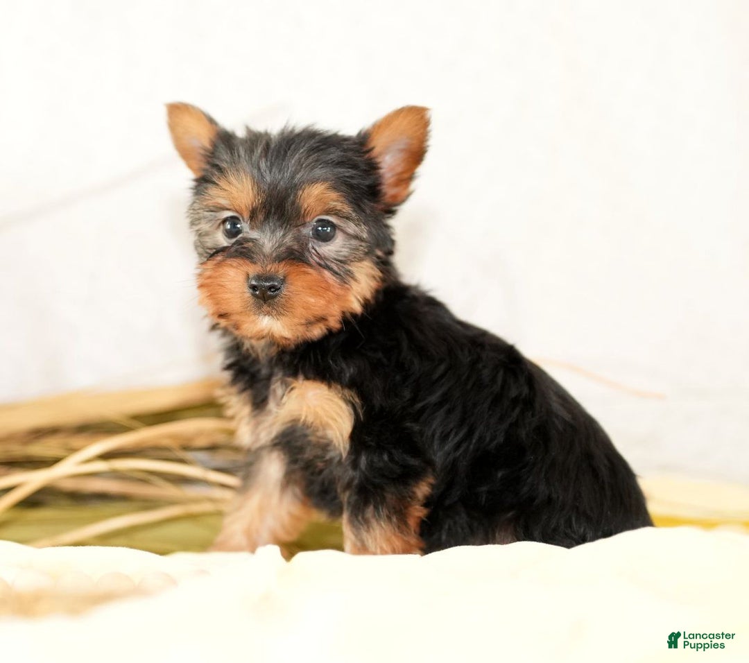 Morkie dogs for sale: Paige - Ad 3