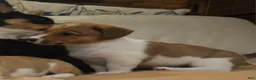 Mixed Breed dogs for sale: Orpheus - Ad 42
