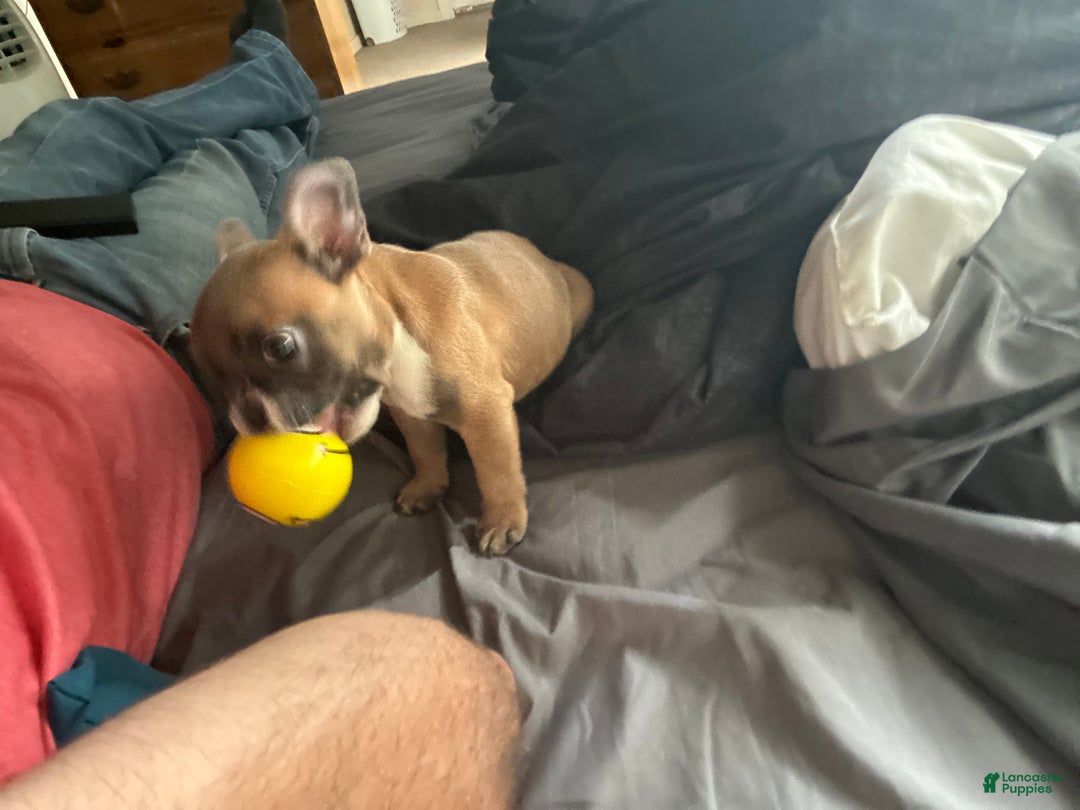 French Bulldog dogs for sale: French Bulldog Puppy 1 - Ad 11