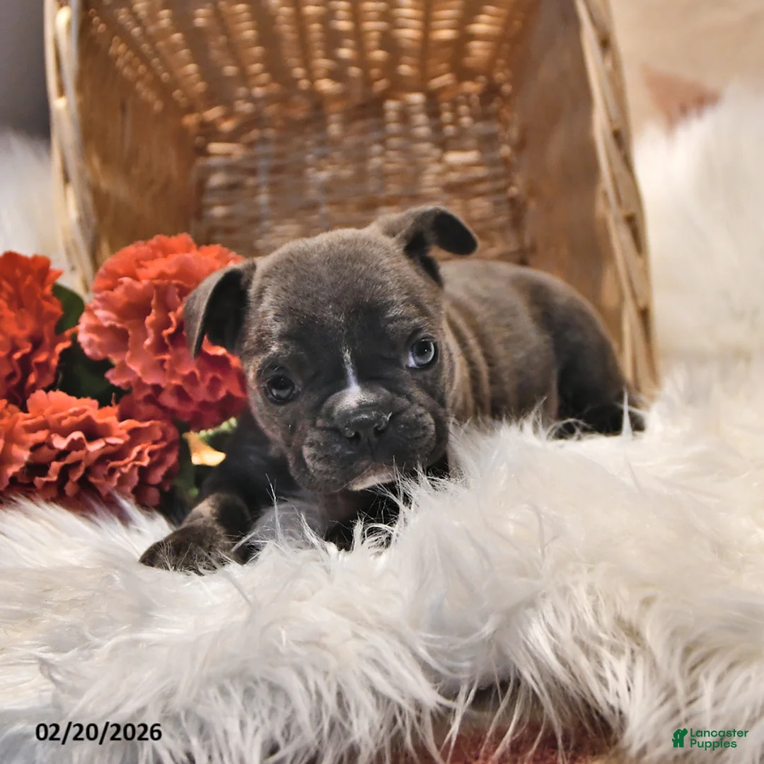 Frenchton dogs for sale: Blue  - Ad 3
