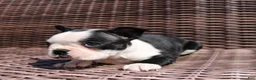 Boston Terrier dogs for sale: Carly - Ad 5