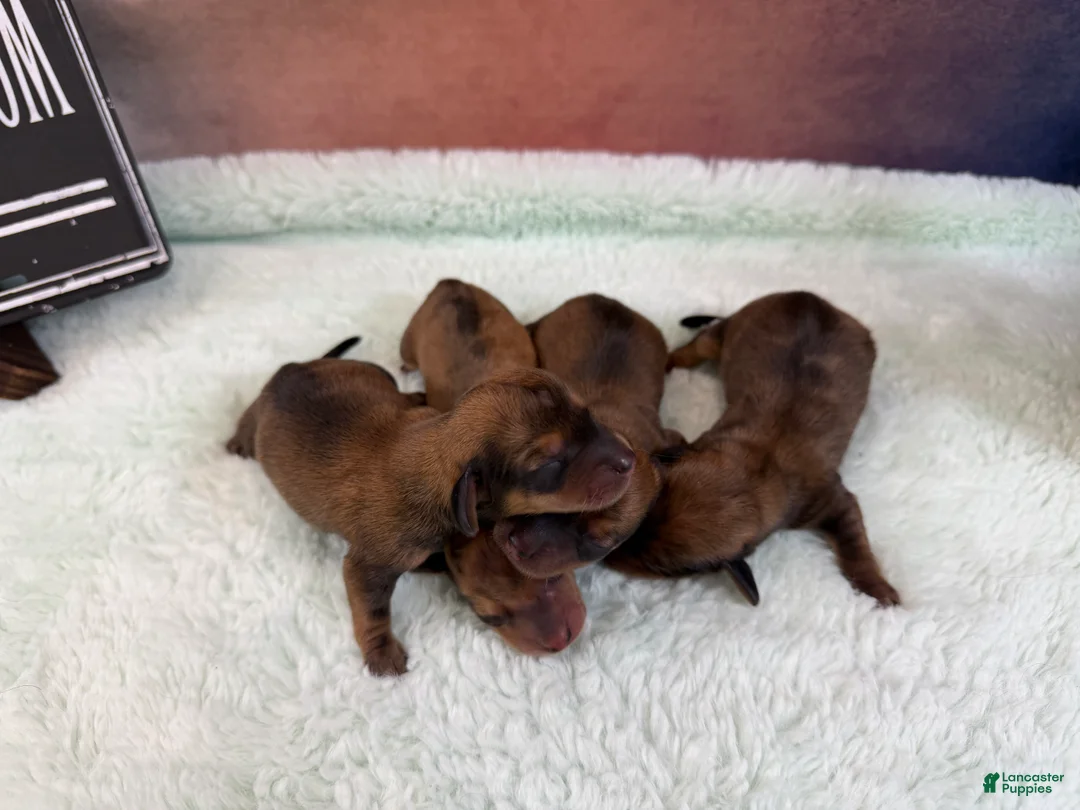 Miniature Dachshund dogs for sale: Smooth red dapple F - Ad 2