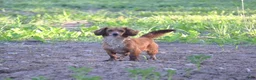 Dachshund dogs for sale: Princess - Ad 12