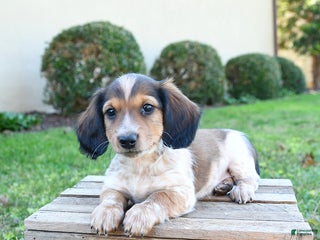 Dachshund dogs - Ad 13