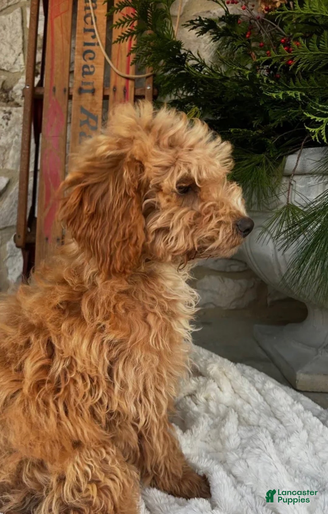 Mini Goldendoodle dogs for sale: Donna  - Ad 1