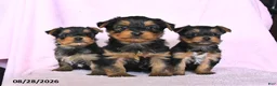 Yorkshire Terrier dogs for sale: Harvest - Ad 3