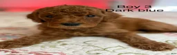 Goldendoodle dogs for sale: Goldendoodle Puppy 3 - Ad 2