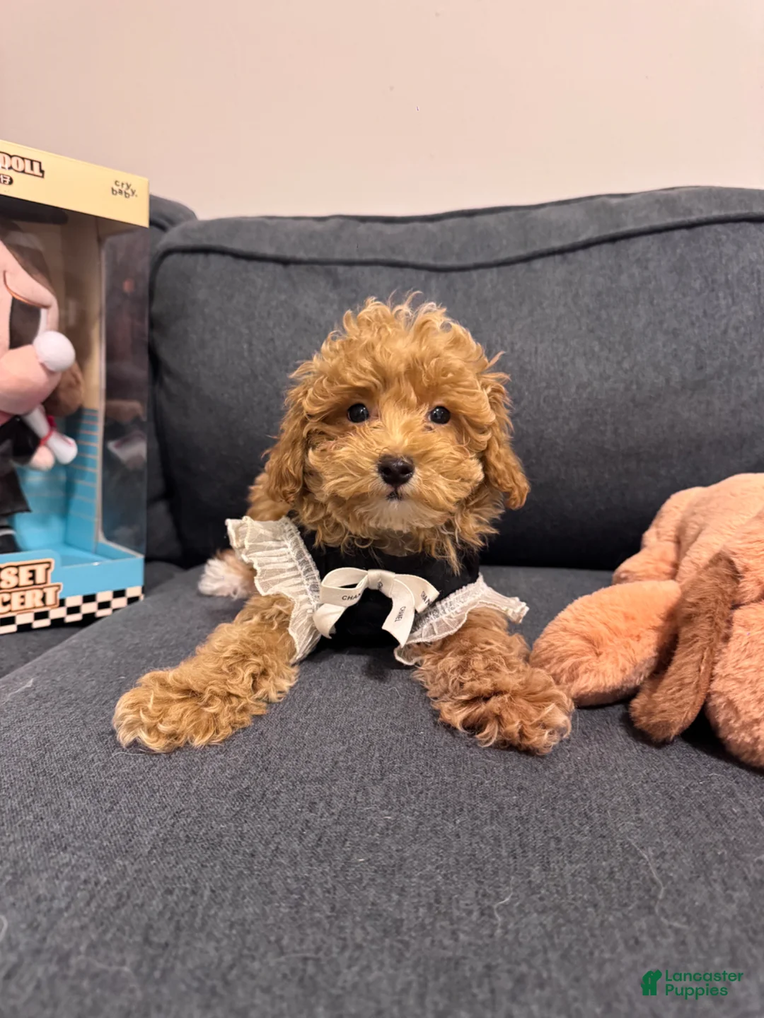 Maltipoo dogs for sale: Maltipoo Puppy 1 - Ad 6