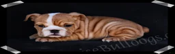 English Bulldog dogs for sale: Muffin - Ad 7