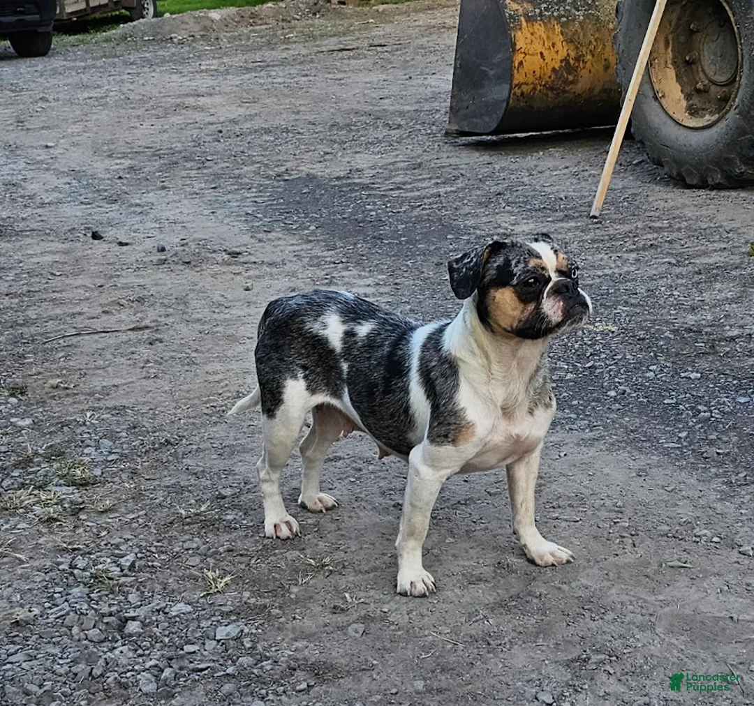 Mixed Breed dogs for sale: Big Boy Bulldog Blend - Ad 7