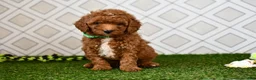Cavapoo dogs for sale: Rolo - Ad 5