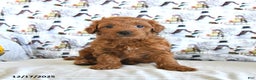Mini Goldendoodle dogs for sale: Finn - Ad 4