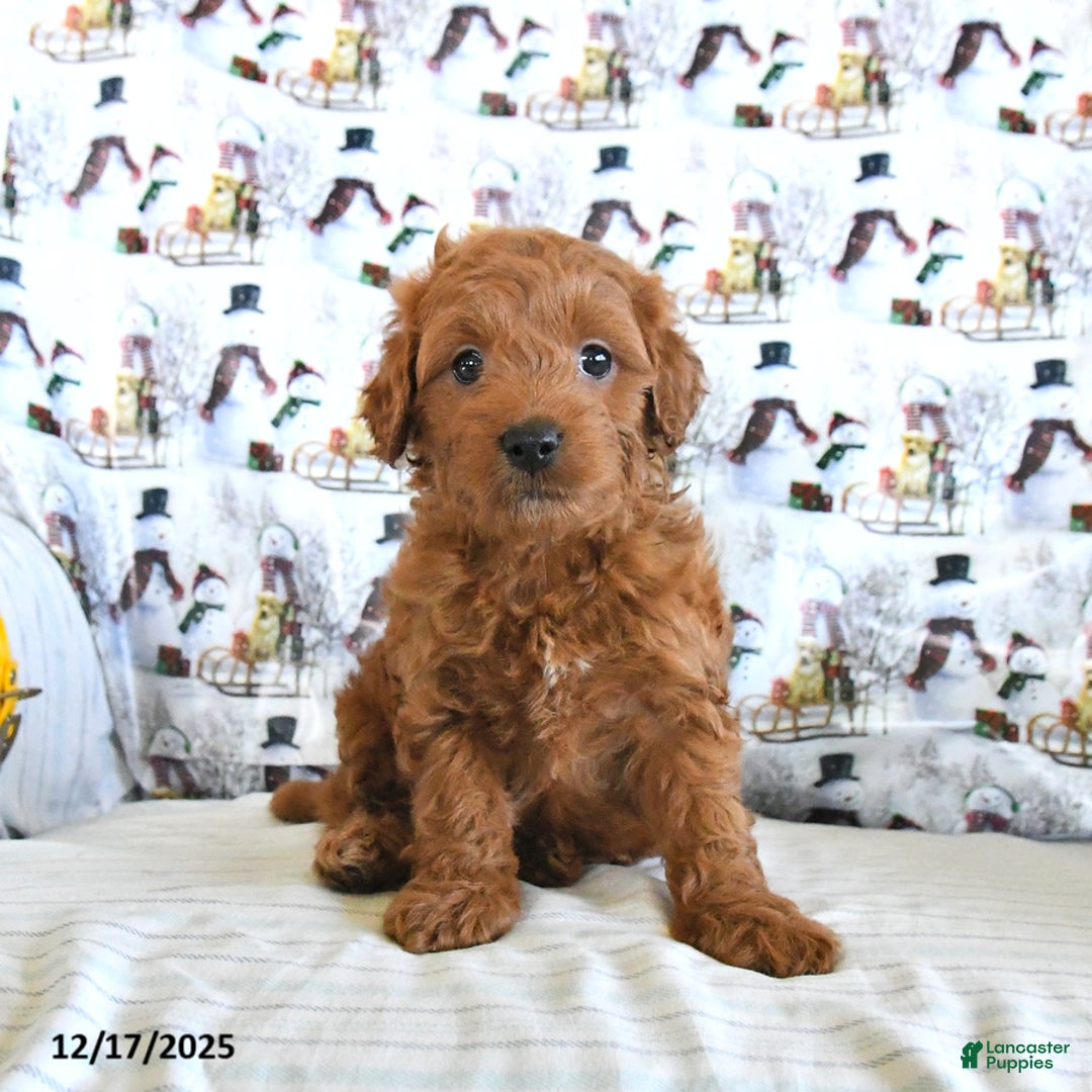 Mini Goldendoodle dogs for sale: Finn - Ad 4
