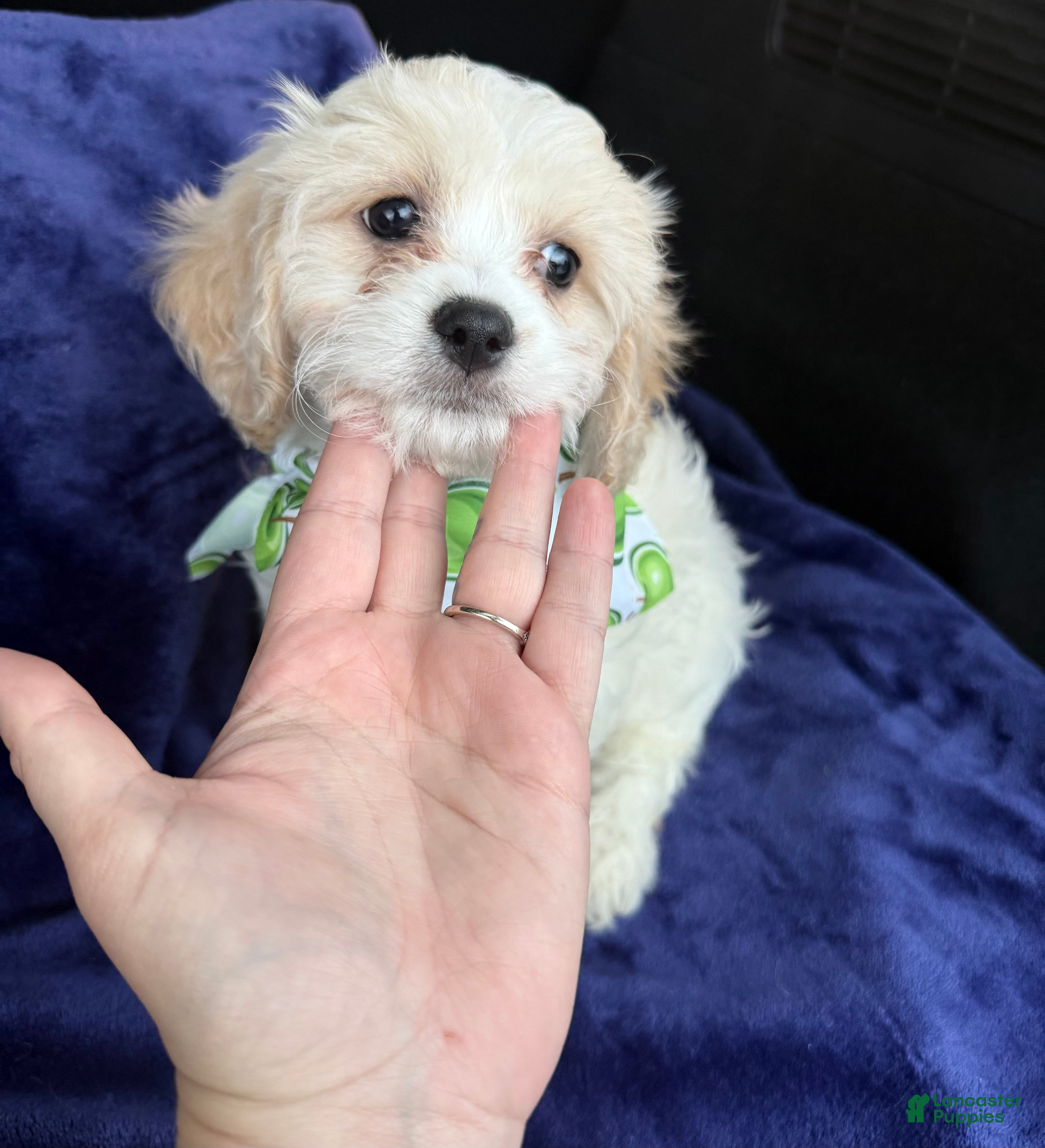 Cavachon dogs Cavachon Puppy 1 - Ad 2