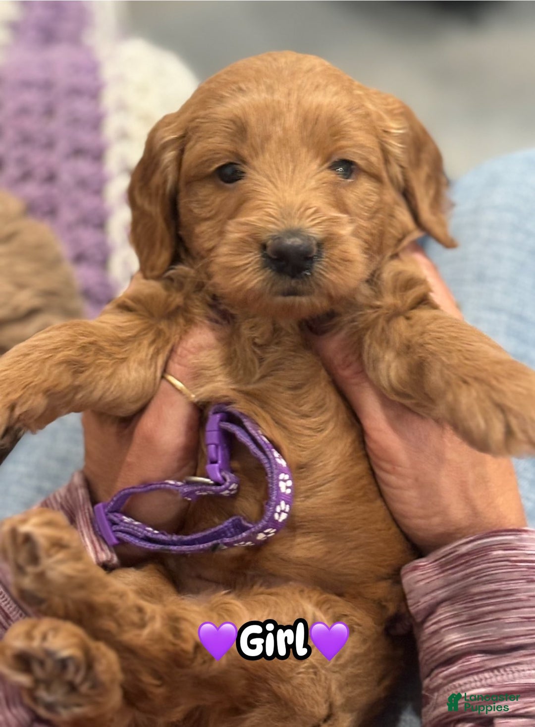 Mini Goldendoodle dogs for sale: Penny - Ad 3