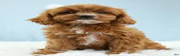 Cavapoo dogs for sale: Toffee 🧁 - Ad 3