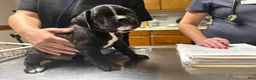 Boxer dogs for sale: Dante AKC Euro - Ad 5