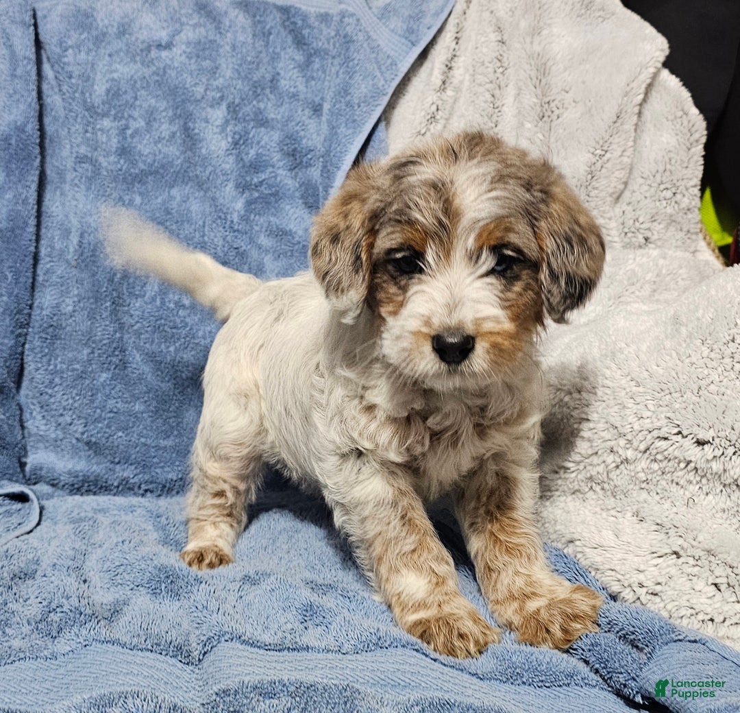 Mixed Breed dogs for sale: Koby - Ad 1
